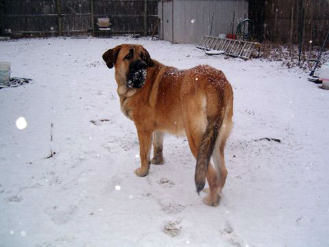 Pacino (Pacha de Montes del Pardo) - meeting his first snow  02.12.08
(Toro de Montes del Pardo X Isis de Montes del Pardo)    
Born: 15.03.2007
Keywords: snow nieve norma pacino tatyana deniro brando