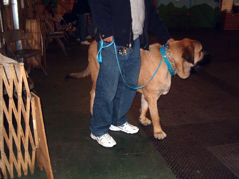 Pacino (Pacha de Montes del Pardo) at his first obedience class
(Toro de Montes del Pardo X Isis de Montes del Pardo)    
Born: 15.03.2007
Keywords: norma pacino tatyana deniro brando