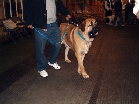 Pacino (Pacha de Montes del Pardo) at his first obedience class
(Toro de Montes del Pardo X Isis de Montes del Pardo)    
Born: 15.03.2007
Keywords: norma pacino tatyana deniro brando