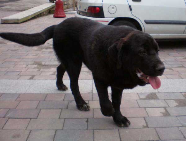 Pantera de la Ribera del Pas - 7 meses
(Moroco de Fuentemimbre x Arpa de Fuentemimbre) 
Keywords: puppyspain puppy cachorro