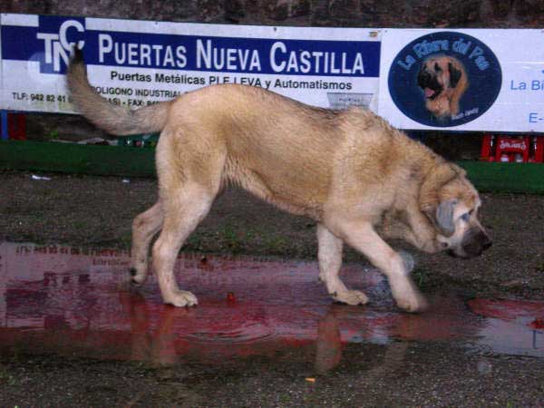 Piraña de la Ribera del Pas - 9 meses
Moroco de Fuentemimbre x Liana de Fuentemimbre
Keywords: puppyspain puppy cachorro