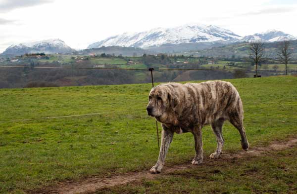 Pizarra de Torrestio - mother of 'Torrestio' puppies born September 2012
Keywords: torrestio