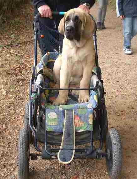 Take a walk with spanish mastiff puppy...
