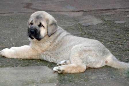 Pantera de Trobajuelo - Nacida 13.10.2007
Cantero de los Zumbos X Tormenta de Reciecho  
13.10.2007

Keywords: puppyspain puppy cachorro