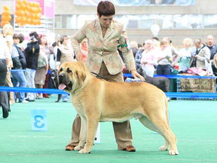 Rambo z Doliny Czarnej Wody: Best Junior, International Dog Show “RUSSIA-2008” - 26.09-28.09.2008
(Druso de la Aljabara x Roza z Karolewka)
Photo: Marina Kamenskaya
Keywords: 2008