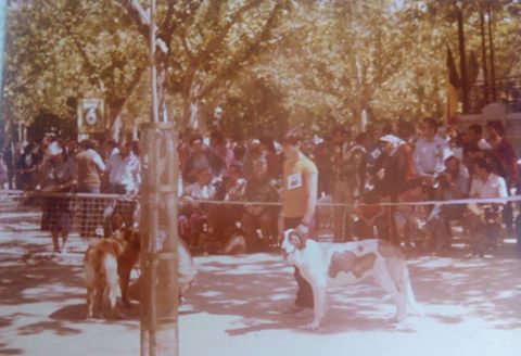 Retiro 1982 Clase jóvenes hembras
Bamba criador y propietario Rafael Berdion
Línea del Valle de Alcudia

Keywords: 1982
