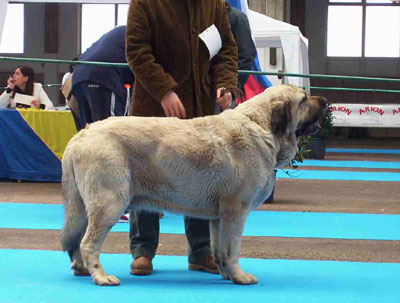 Ribero de Reciecho - 'Razas Españoles', Torrelavega, Santander, 27.03.2004
(Ch Ulises de Babia x Tea de Reciecho)
Born: 08-09-00 
Keywords: 2004 reciecho