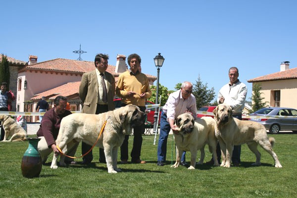 Sansón, Cala de Autocan & Toura de Fonteferra - Ring BIS - Ávila, 30.04.2006
Sanson: (Ordoño X Princes de Vega de Albares) - Born: 28.03.2004
Breeder: Angel Sáinz de la Maza - Owner: César Estébanez Alonso

Cala de Autocan: (Ch. Ron de Autocan X Dama II de Autocan) - Born: 14.04.2004 
Breeder & owner: Isidro García Suárez

Toura de Fonteferra: 

Photo: Juan Garrido -  © Copyright
Keywords: 2006