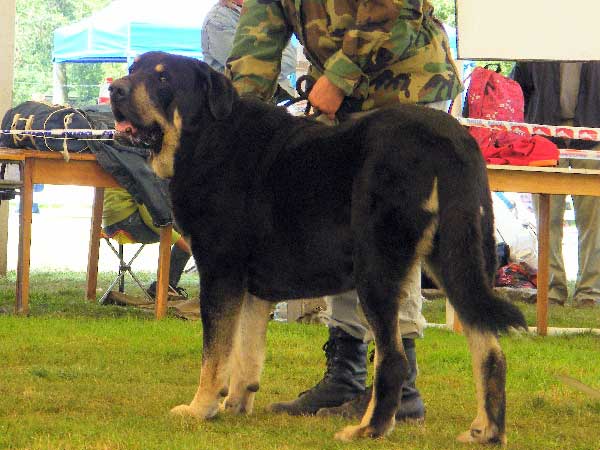 Rodo de Valdejera: Exc.1, CAC - Open Class Males, National Show, Mlada Boleslav 19.07.2009
(Nistos de Valdejera x Vita de Valdejera)
Keywords: 2009 bubakova