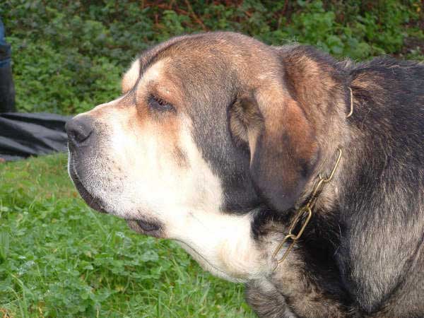 Rómulo de los Zumbos - 3 years old at the photo
(Nuño de Vega de Albares x Luchana de los Zumbos)
Litter brother to Tita de los Zumbos  

Keywords: head portrait cabeza