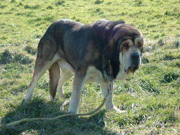 Rómulo de los Zumbos
Born: 20-10-2001
(Nuño de Vega de Albares x Luchana de los Zumbos)  

