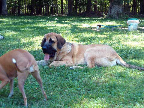 Pacino (Pacha de Montes del Pardo) - 5 3/4 months old
(Toro de Montes del Pardo X Isis de Montes del Pardo)    
Born: 15.03.2007
Photo from 4th of September 07
Keywords: norma pacino tatyana deniro brando