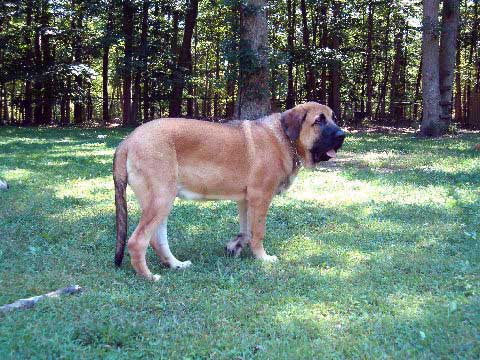 Pacino (Pacha de Montes del Pardo) - 5 3/4 months old
(Toro de Montes del Pardo X Isis de Montes del Pardo)    
Born: 15.03.2007
Photo from 4th of September 07
Keywords: norma pacino tatyana deniro brando