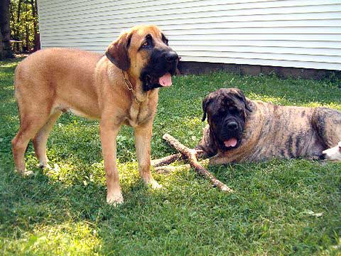 Pacino (Pacha de Montes del Pardo)  5 3/4 months old & Brando
(Toro de Montes del Pardo X Isis de Montes del Pardo)    
Born: 15.03.2007
Photo from 4th of September 07
Keywords: pet norma pacino tatyana deniro brando