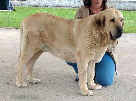 Soto de Trashumancia - excellent 1 - Veteran class males - Club Show of Moloss Club, Mlada Boleslav, Czech Republic, 13.05.2006
(Florencio de Trashumancia x Vele de Trashumancia)


Keywords: 2006 tornado veteran veterano