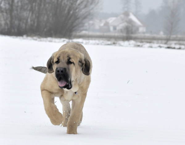 Gaspar Lu Dareva, 4 months old - Winner Photo of January 2009 
Keywords: ludareva snow nieve