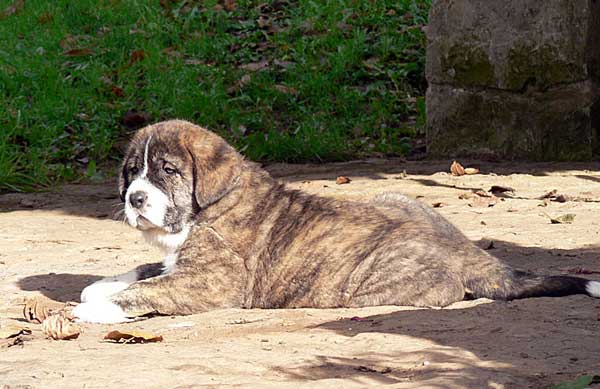 Puppy from Ablanera - 45 days old
(Llanero de Ablanera x Telva) 
Keywords: angel puppyspain