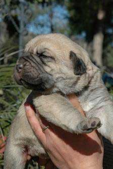 Tercia del Agostadero - nacida 21.01.2011
Kennel / Afijo: "EL AGOSTADERO"
Breeder / Criador: Francisco Benito
Tlf.: 0034 656 49 55 11
Web: www.elagostadero.es
email: el_agostadero@yahoo.es

Sire / Padre: CH Morgan del Agostadero
Dam / Madre: Mencía del Agostadero
Males / Machos: 0
Females / Hembras: 3
Date Born / Fecha Nacidos: 21.01.2011

Keywords: agostadero