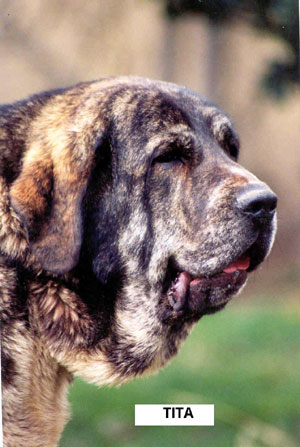 Tita de Los Zumbos
(Nuño (breeder: Perfecto Álvarez) x Luchana de Los Zumbos)  

Keywords: head portrait cabeza