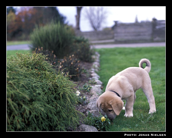 Toro de la Peña Mora 2002
(Ch. Cañon de Fuente Mimbre x Jara de Ablanera)
Born: 28.08.2002
Breeder: Javier Mora
Keywords: torojonas puppy cachorro