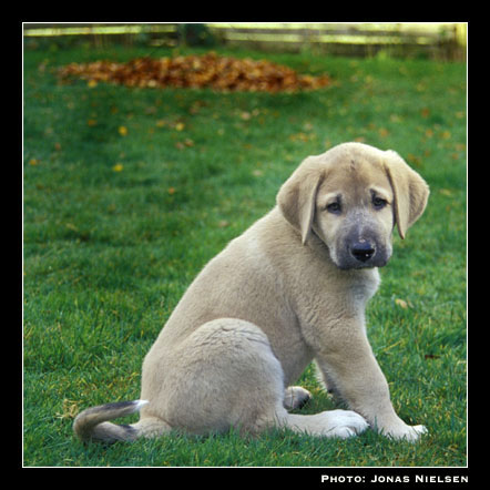 Toro de la Peña Mora - 2002
(Ch. Cañon de Fuente Mimbre x Jara de Ablanera)
Born: 28.08.2002
Breeder: Javier Mora
Keywords: puppy cachorro