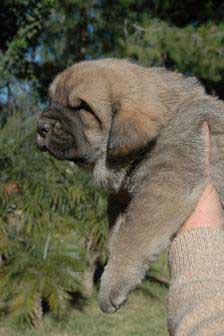 Trashumancia del Agostadero - nacida 05.01.2011
Kennel: "EL AGOSTADERO"
Breeder: Francisco Benito
Phone: 0034 656 49 55 11
Web: www.elagostadero.es
email: el_agostadero@yahoo.es

Sire: Armani del Agostadero
Dam: Doña Jimena del Agostadero
Males: 1
Females: 2
Date Born: 05.01.2011


Keywords: agostadero