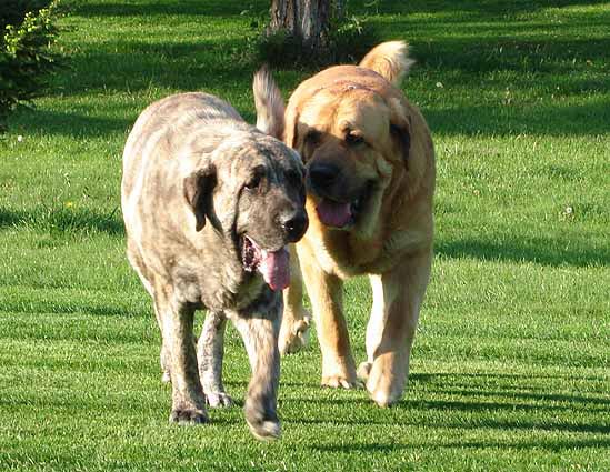 Unique du Domaine du Runneval & Ginny Mastibe - parents of litter born 29.06.2007
 

Keywords: calverota mastibe