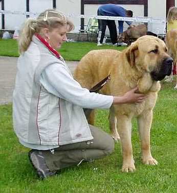 Unique du Domaine du Runneval - 11.5 months - Young club winner - Young Class Males - Czech Club Show, Mlada Boleslav, Czech Republic 15.05.2004 
(Rosco de Moulin de Caveaumont x Vali du Brou Gentissart) 


 

Keywords: 2004 mastibe