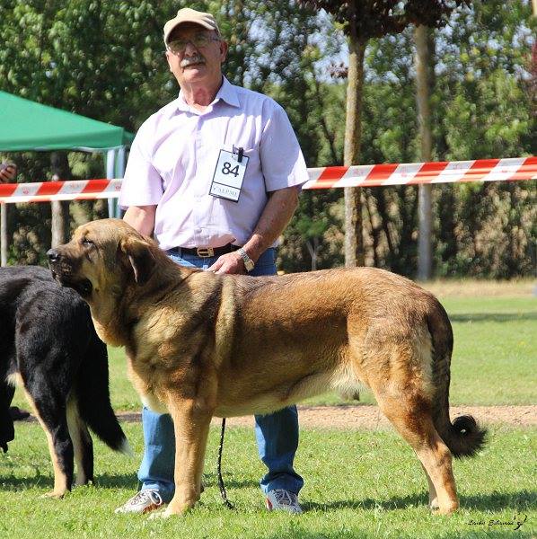 Joven hembra: Xena de Picu San Martin - XXXVIII Monográfica Nacional AEPME - Gordoncillo, Leon 08.09.2018
Keywords: 2018