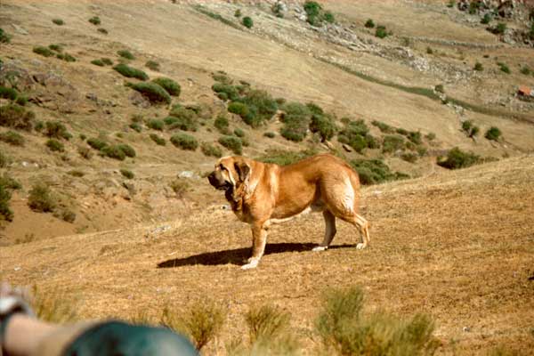 Zagal de Laciana
(Sendero de Trashumancia x Vereda de Laciana)
Born: 20.11.2002  

