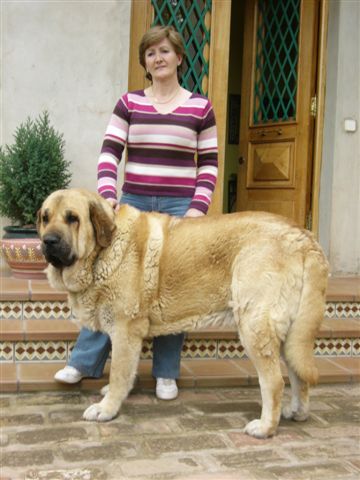 Zagal de Laciana con Vicenta
(Sendero de Trashumancia x Vereda de Laciana)
Born: 20.11.2002 
