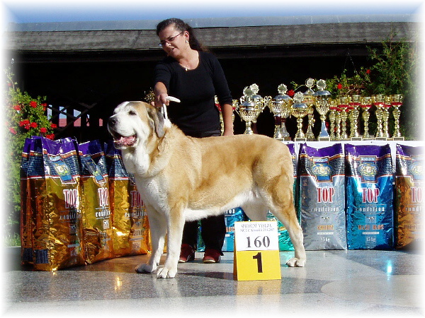 Adorno Ha-La-Mü - Exc.1, Best Veteran - Veteran Class Females, Special Show Moloss club CZ, Kromeriz 29.09.2007
(Leon IV de Monte Jaena x Alba Pasecky Kout)
Born: 02.03.1998 
Keywords: 2007 veteran veterano