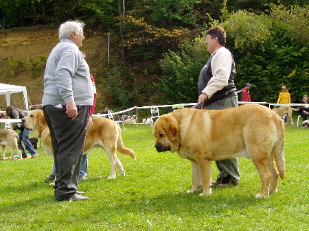 Donatello Beark Cerny Levhart - Exc.2, R.CAC & Jorgito Tornado Erben - Exc.1, CAC, Club Winner, Open Class Males, Special Show Moloss club CZ, Kromeriz 29.09.2007
Donatello Beark Cerny Levhart : (Arak z Kraje Sokolu x Belize Cerny Levhart)
Jorgito Tornado Erben: (Druso de la Aljabara x Cassandra Tornado Erben)

Keywords: 2007