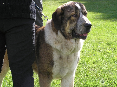 Abbigail z Polabskych Blat - Exc.2, Young Class Females, Special Show Moloss club CZ, Kromeriz 29.09.2007
(Sultan x Daren z Kraje Sokolu)

Keywords: 2007