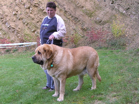 Donatello Beark Cerny Levhart - Exc.2, R.CAC, Open Class Males, Special Show Moloss club CZ, Kromeriz 29.09.2007
(Arak z Kraje Sokolu x Belize Cerny Levhart)

Keywords: 2007