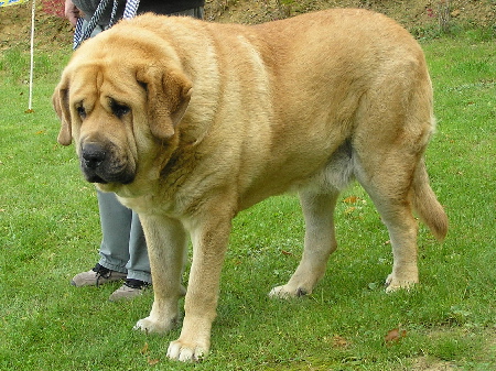 Donatello Beark Cerny Levhart - Exc.2, R.CAC, Open Class Males, Special Show Moloss club CZ, Kromeriz 29.09.2007
(Arak z Kraje Sokolu x Belize Cerny Levhart)

Keywords: 2007