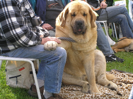 Donatello Beark Cerny Levhart - Exc.2, R.CAC, Open Class Males, Special Show Moloss club CZ, Kromeriz 29.09.2007
(Arak z Kraje Sokolu x Belize Cerny Levhart)

Keywords: 2007