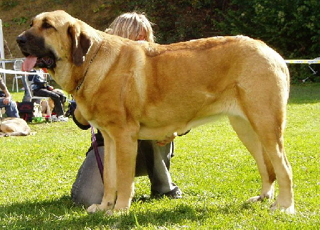 Feimi z Kraje Sokolu - Exc.1, CAC, Intermediate Class Females, Special Show Moloss club CZ, Kromeriz 29.09.2007
(Sultan x Aylen z Kraje Sokolu)

Keywords: 2007 sokol