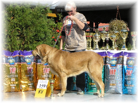 Heidy Tornado Erben - Exc.1, CAC, Club Winner, Open Class Females, Special Show Moloss club CZ, Kromeriz 29.09.2007
(Druso de la Aljabara x Cassandra Tornado Erben)
Keywords: 2007 tornado