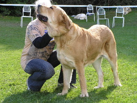 Heidy Tornado Erben - Exc.1, CAC, Club Winner, Open Class Females, Special Show Moloss club CZ, Kromeriz 29.09.2007
(Druso de la Aljabara x Cassandra Tornado Erben)
 
Keywords: 2007 tornado