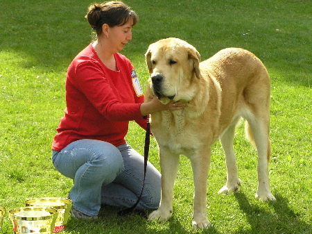 Jorgito Tornado Erben - Exc.1, CAC, Club Winner, Open Class Males, Special Show Moloss club CZ, Kromeriz 29.09.2007
(Druso de la Aljabara x Cassandra Tornado Erben)


Keywords: 2007 tornado