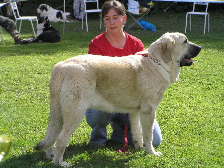 Lois Tornado Erben - Exc.1, CAJC, Club Young Winner, Young Class Females, Special Show Moloss club CZ, Kromeriz 29.09.2007
(Basil Mastifland x Florita Maja Tornado Erben)


Keywords: 2007 tornado