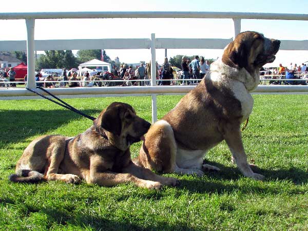 Argento Con Fundo: Very promising 1 - Puppy Class Males & Abbigail z Polabskych Blat: Exc 1, CAC, Res.CACIB - Intermediate Class Females, International Show Mlada Boleslav 3108.2008
Keywords: 2008