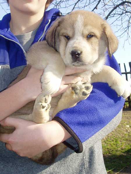 Audrey z Polabskych Blat
(Ch. Sultan x Ch. Daren z Kraje Sokolu)
Born: 05.12.2006
Keywords: puppyczech puppy cachorro polabskych