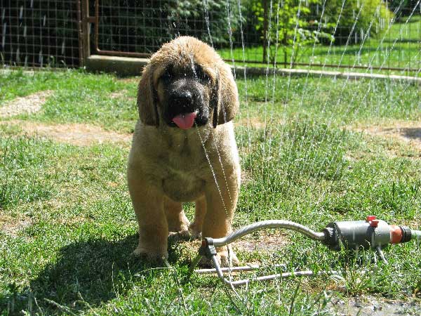 Cheer z Kraje Sokolu 6 weeks old - Winner Photo of the Month July 2008
Anahtar kelimeler: sokol puppyczech puppy cachorro