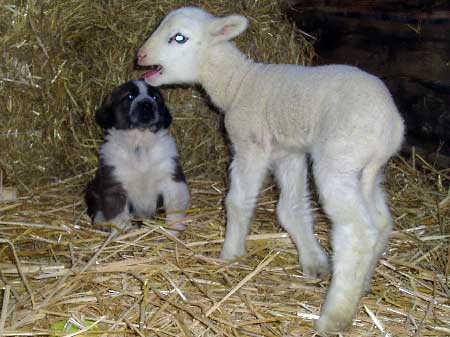 Abbigail z Polabskych Blat
(Ch. Sultan x Ch. Daren z Kraje Sokolu)
Born: 05.12.2006
Keywords: pet flock puppyczech puppy cachorro polabskych