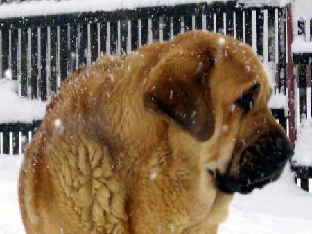 Dora z Kraje Sokolu
Keywords: sokolu head portrait cabeza snow nieve