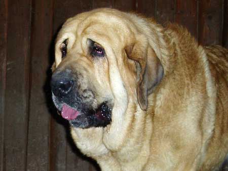 Dora z Kraje Sokolu -  20 months old
(Alto del Grande Creta Lago x Aylen z Kraje Sokolu)  
 

Keywords: head portrait cabeza sokolu