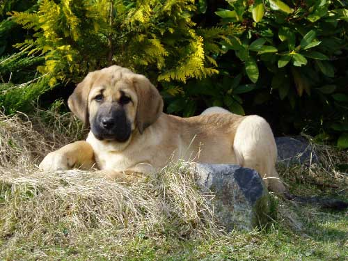 Feimi z Kraje Sokolu - 8 weeks old
Keywords: puppyczech puppy cachorro sokolu