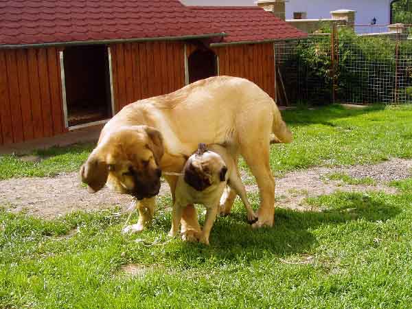 Feimi z Kraje Sokolu & Pegy
Keywords: pet sokol puppy cachorro
